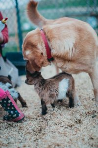 Farm dog licking off baby dwarf goats unique family photos lifestyle photography Los Angeles