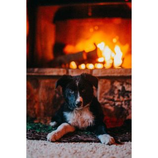 Matt keeps me warm with fires. I love him. #merrychristmas #fireplace #cabin #crestline #lakegregory #puppy #arri #bordercollie #bordercolliesofinstagram #cabinlife #love #cozy #rest