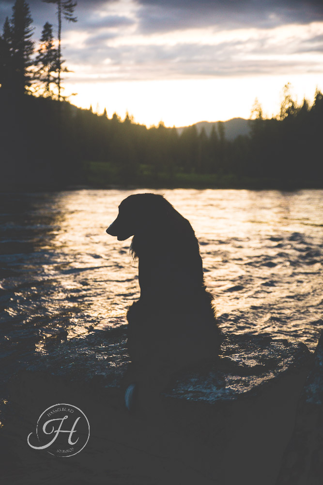 pet photography river silhouette creative moody portrait photography Boise Idaho