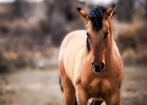 Horse photography caldwell idaho