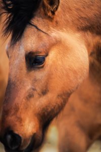 Horse photography nampa idaho