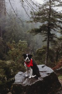 Sherlock the border collie sitting on a rock above a gorge heading into redwoods national forest