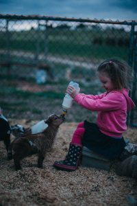 Toddler feeding dwarf goats unique family photos lifestyle photography Los Angeles