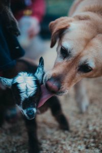 farm dog licking off dwarf baby goat unique family photos lifestyle photography Los Angeles