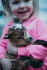 Toddler with dwarf goat farm kids
