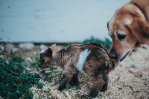 farm dog licking off dwarf baby goat