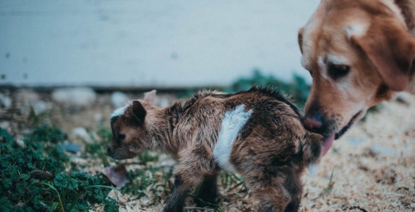farm dog licking off dwarf baby goat