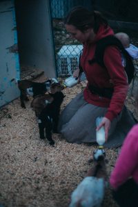 Farmer girl feeding three dwarf goats at once
